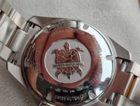 雪铁纳间金小海龟报道